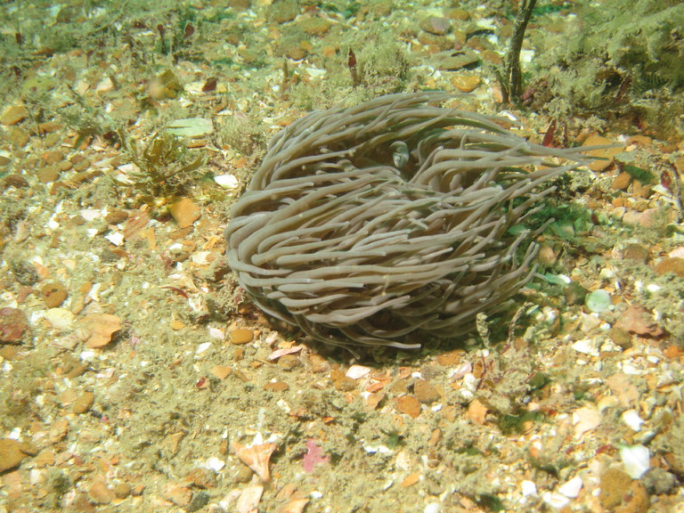 Snakelocks anemone, Lulworth
