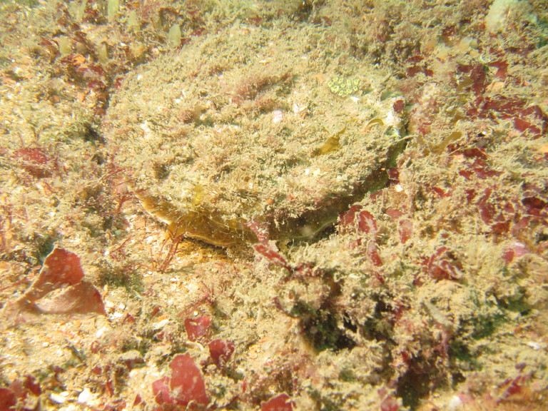 Great scallop, Lulworth 
