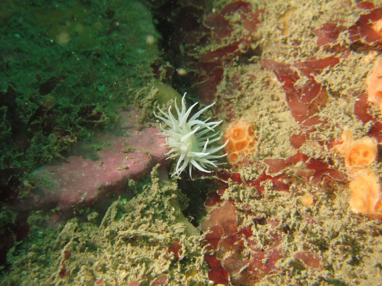 Sagartia elegans nivea, Lulworth
