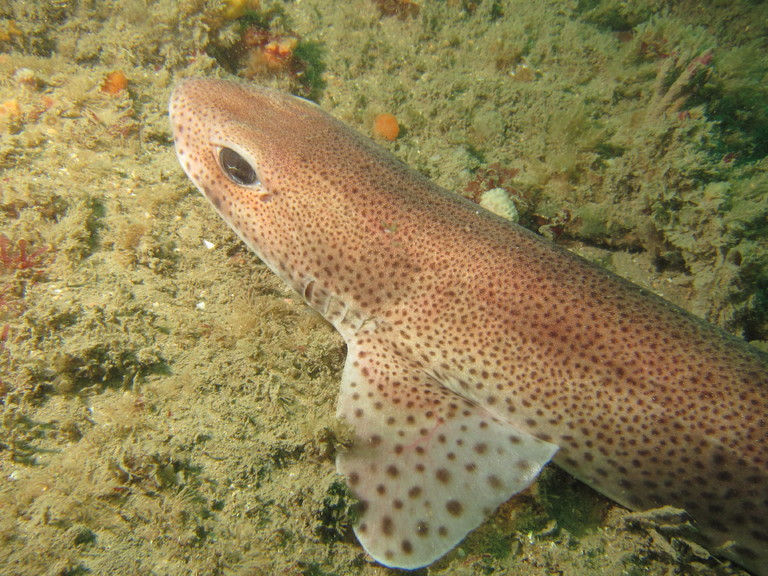 Lesser spotted dogfish, Lulworth
