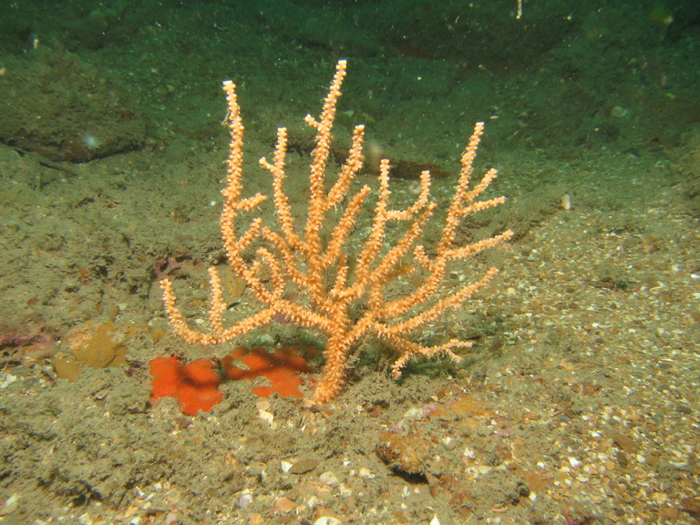 Sea fan - Eunicella verrucosa, Lulworth 
