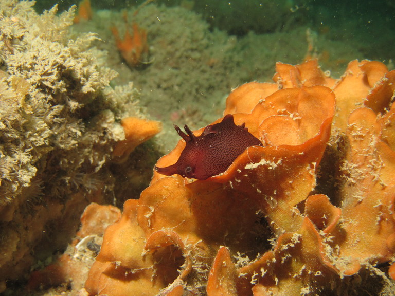 Sea hare - Aplysia punctata, on a rose coral, Lulworth

