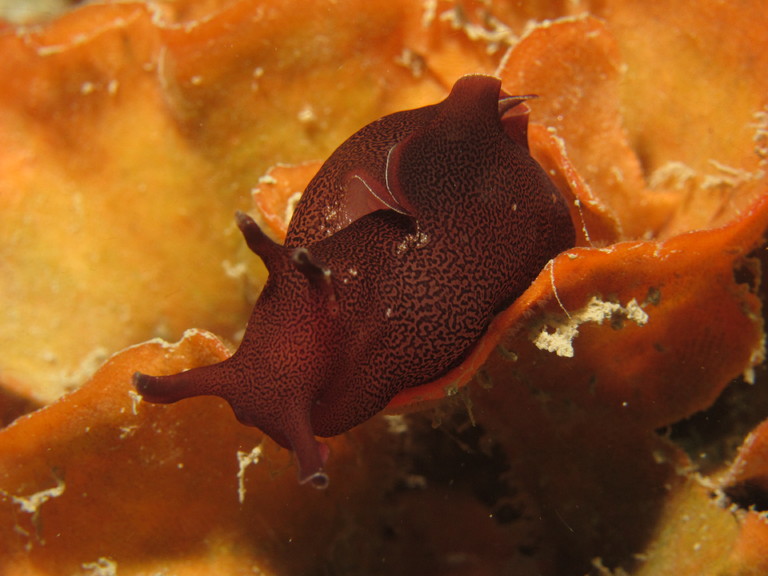 Close up of the sea hare, Lulworth
