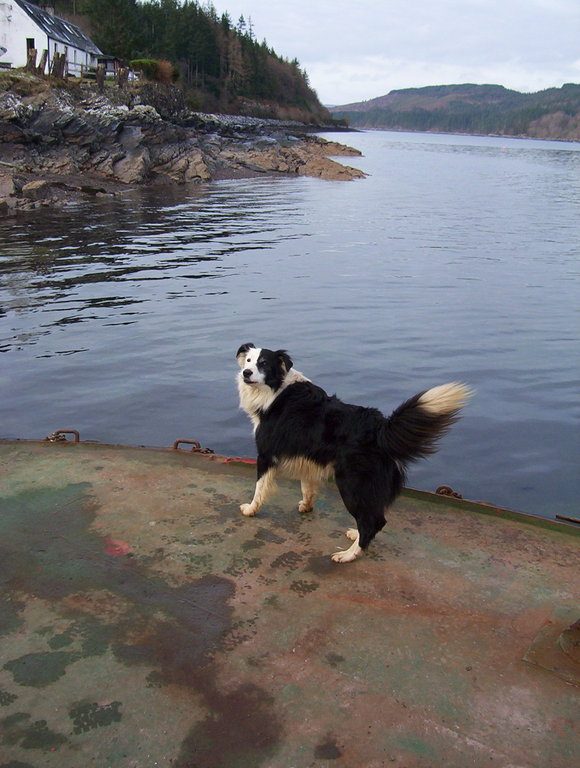 A playful border collie hoping to play with anyone
